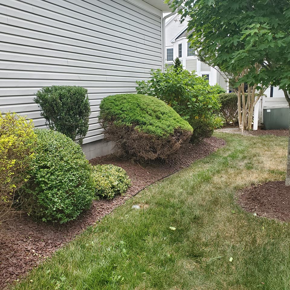 A backyard with a lot of bushes and shrubs in front of a house.
