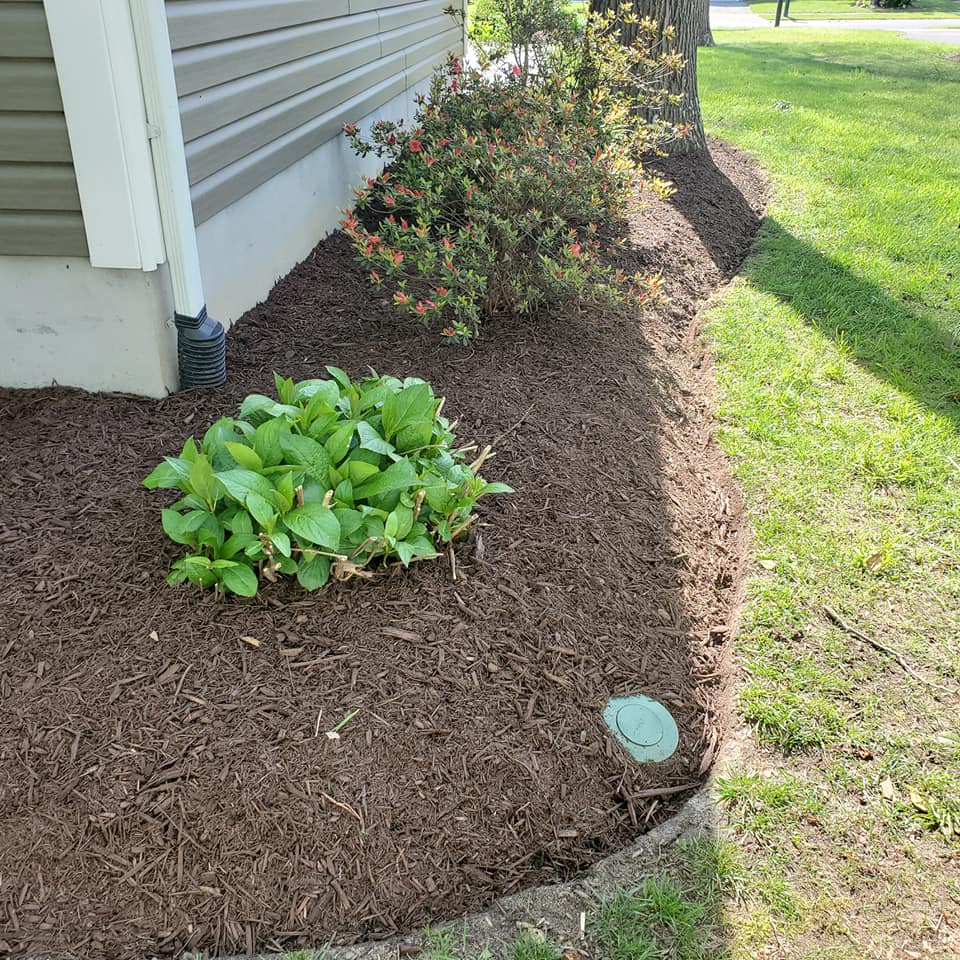 A bush is growing in the corner of a yard next to a house.