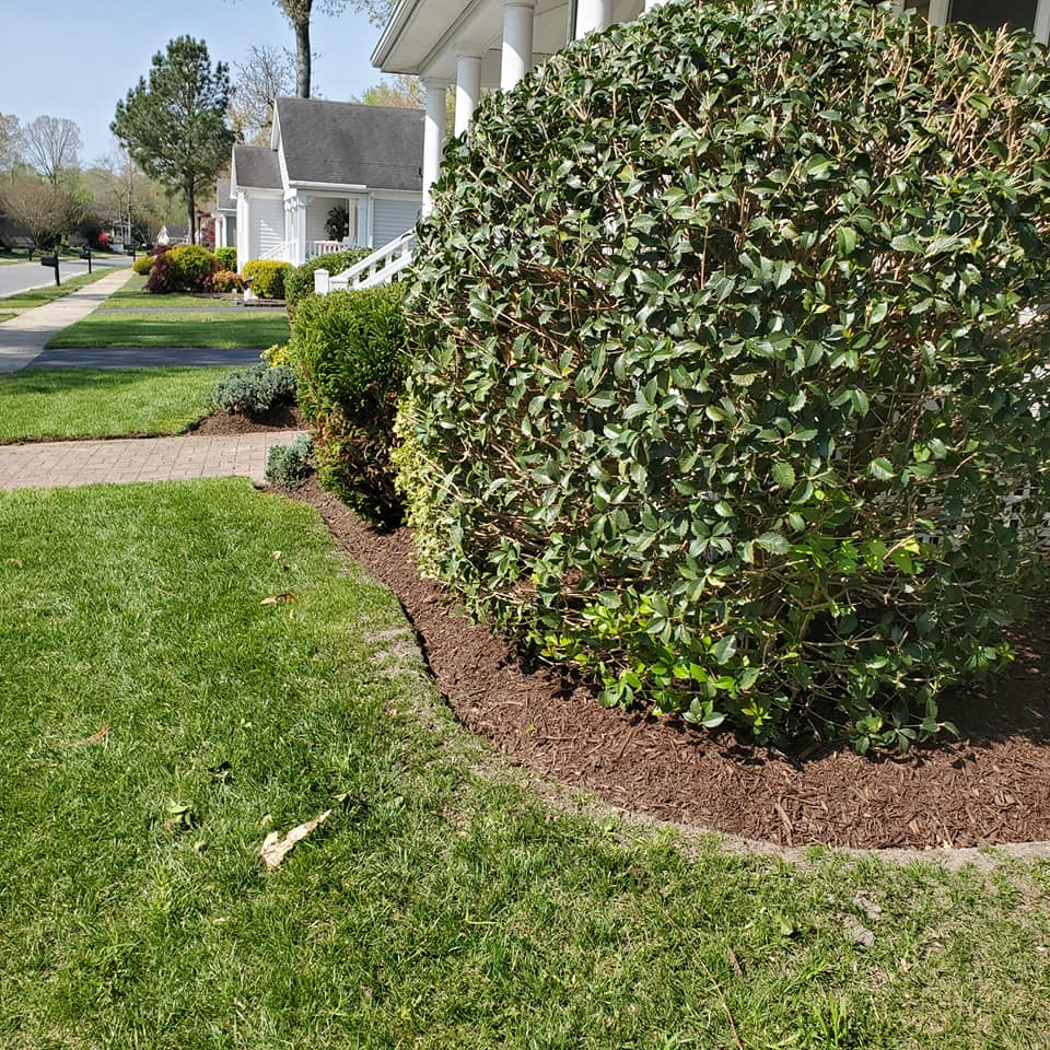 A lush green lawn with a bush in the foreground and a house in the background.