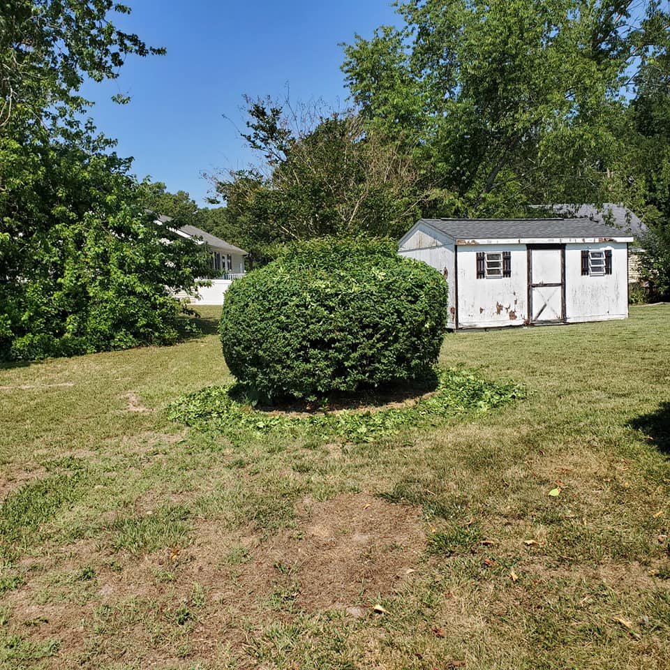 A white shed sits in the middle of a lush green yard