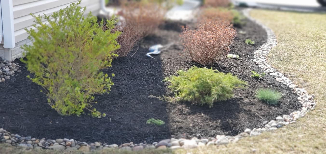 A lush green garden with black mulch and rocks in front of a house.