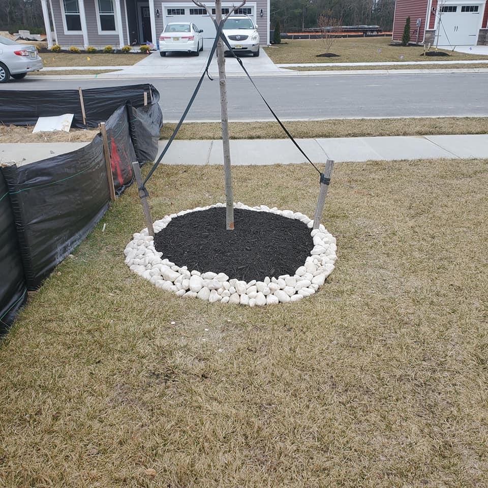 A tree in the middle of a circle of rocks