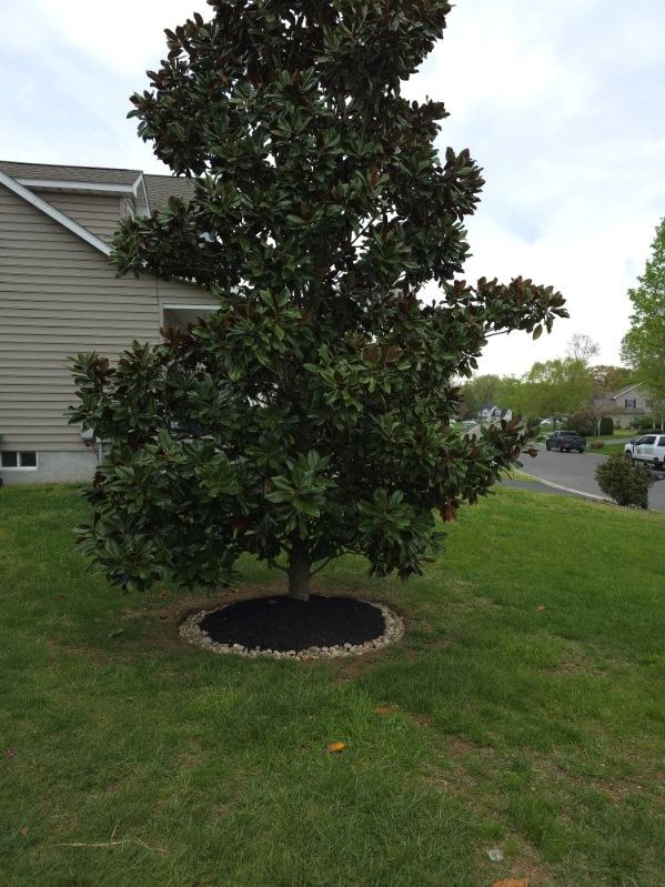 A large tree in a yard with a house in the background