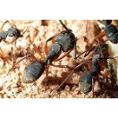 Ant
