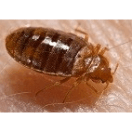 Bed Bug