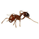 Ant