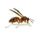 Ant