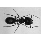 Ant