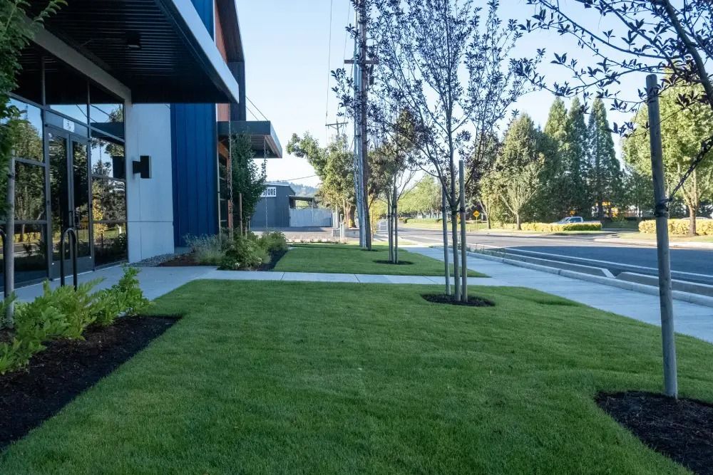 A modern building exterior with a lawn, young trees along a sidewalk, and a road in the background on a sunny day.