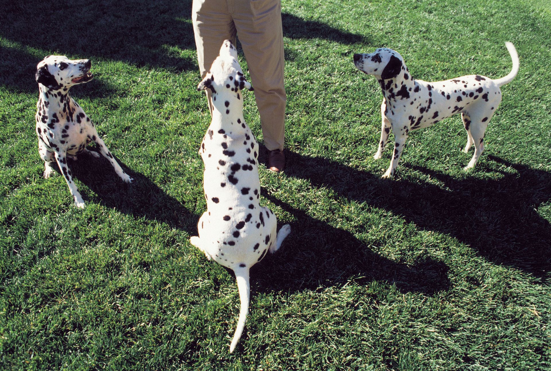 dog training services