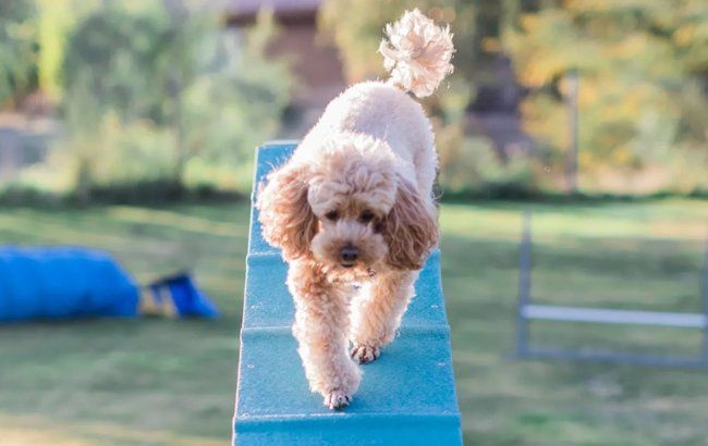 Agility class for dogs