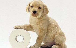 Potty training for dogs