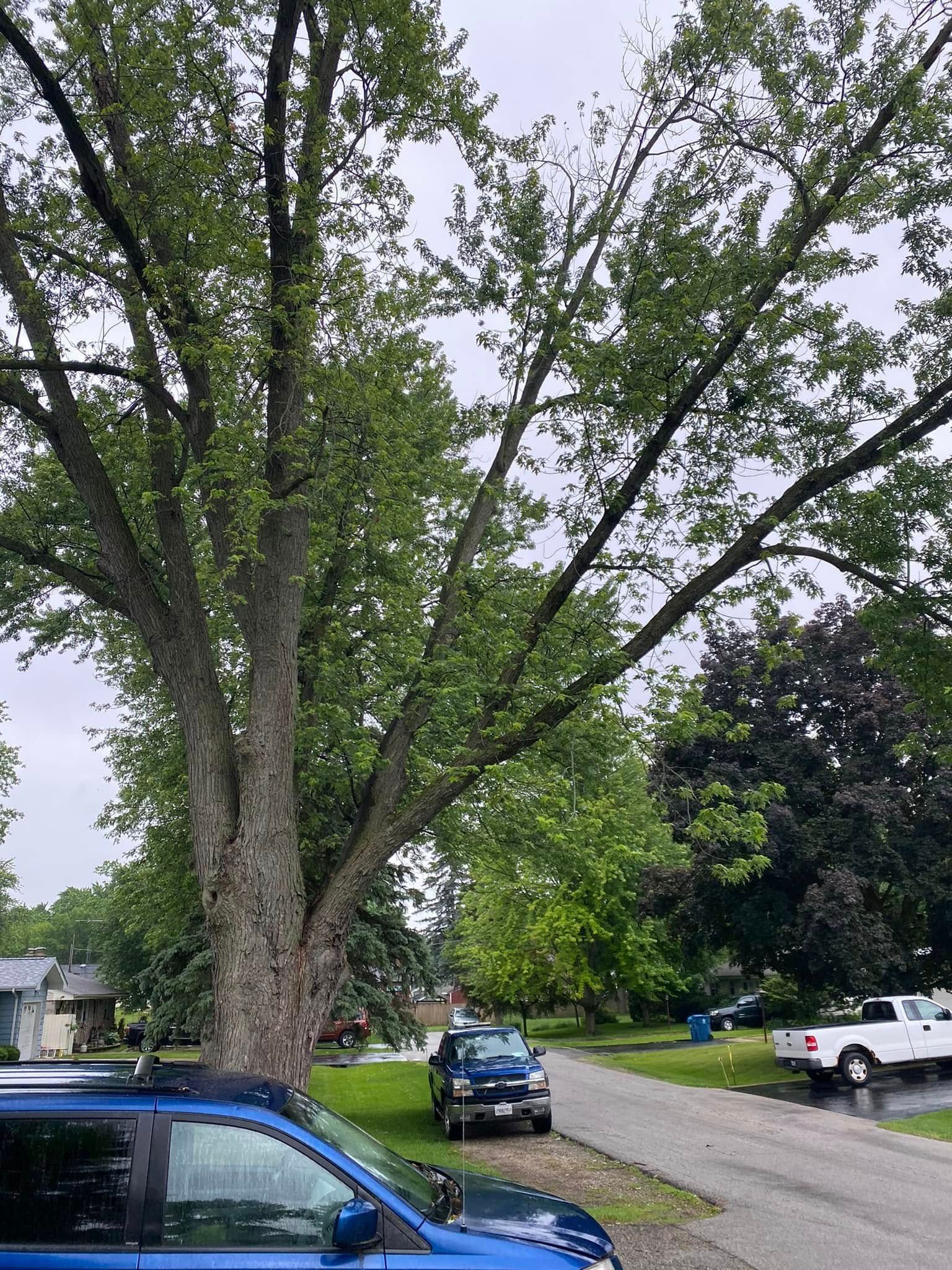A blue car is parked under a tree on the side of the road.