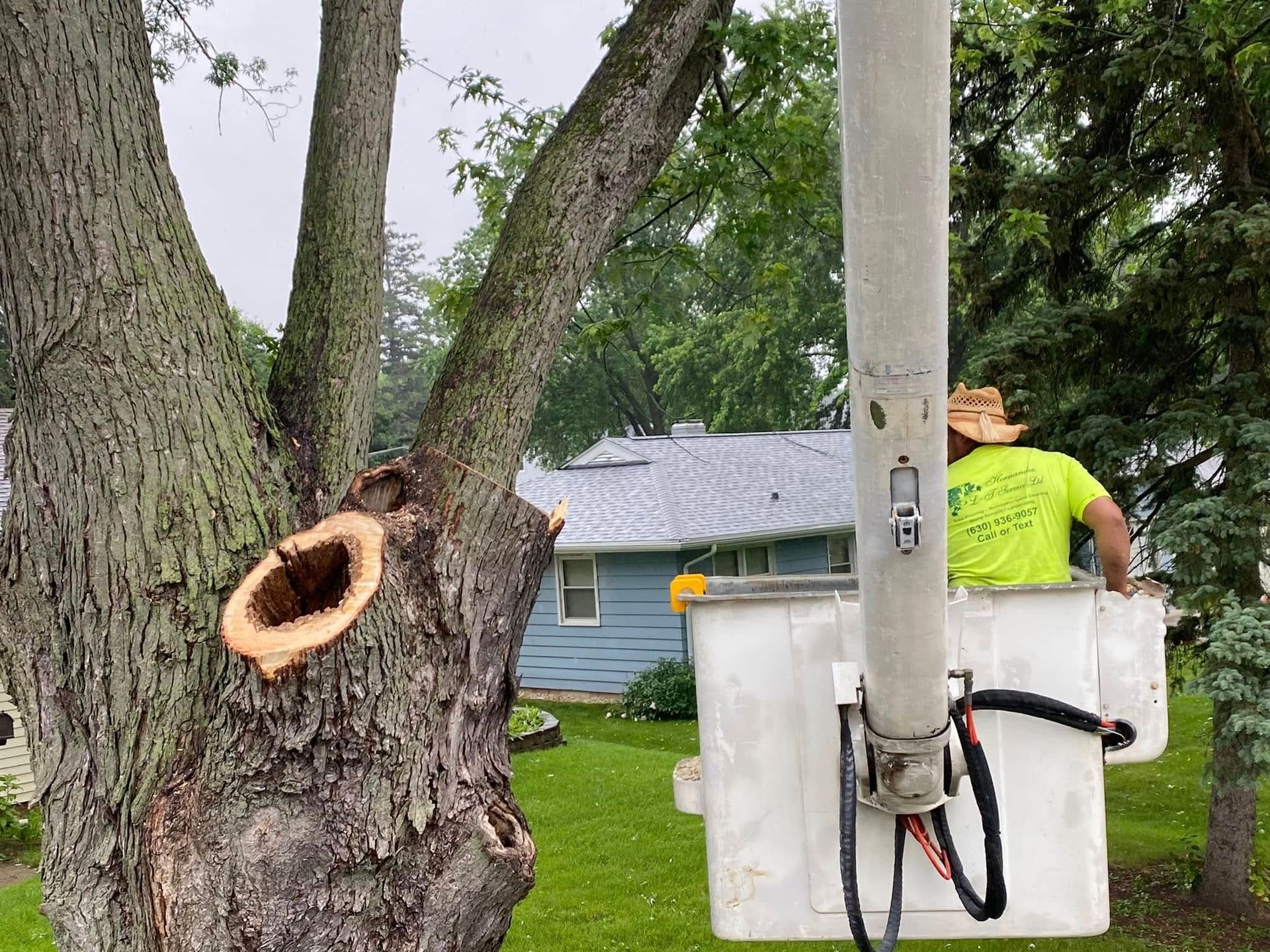 A man is standing in a crane next to a tree with a hole in it.