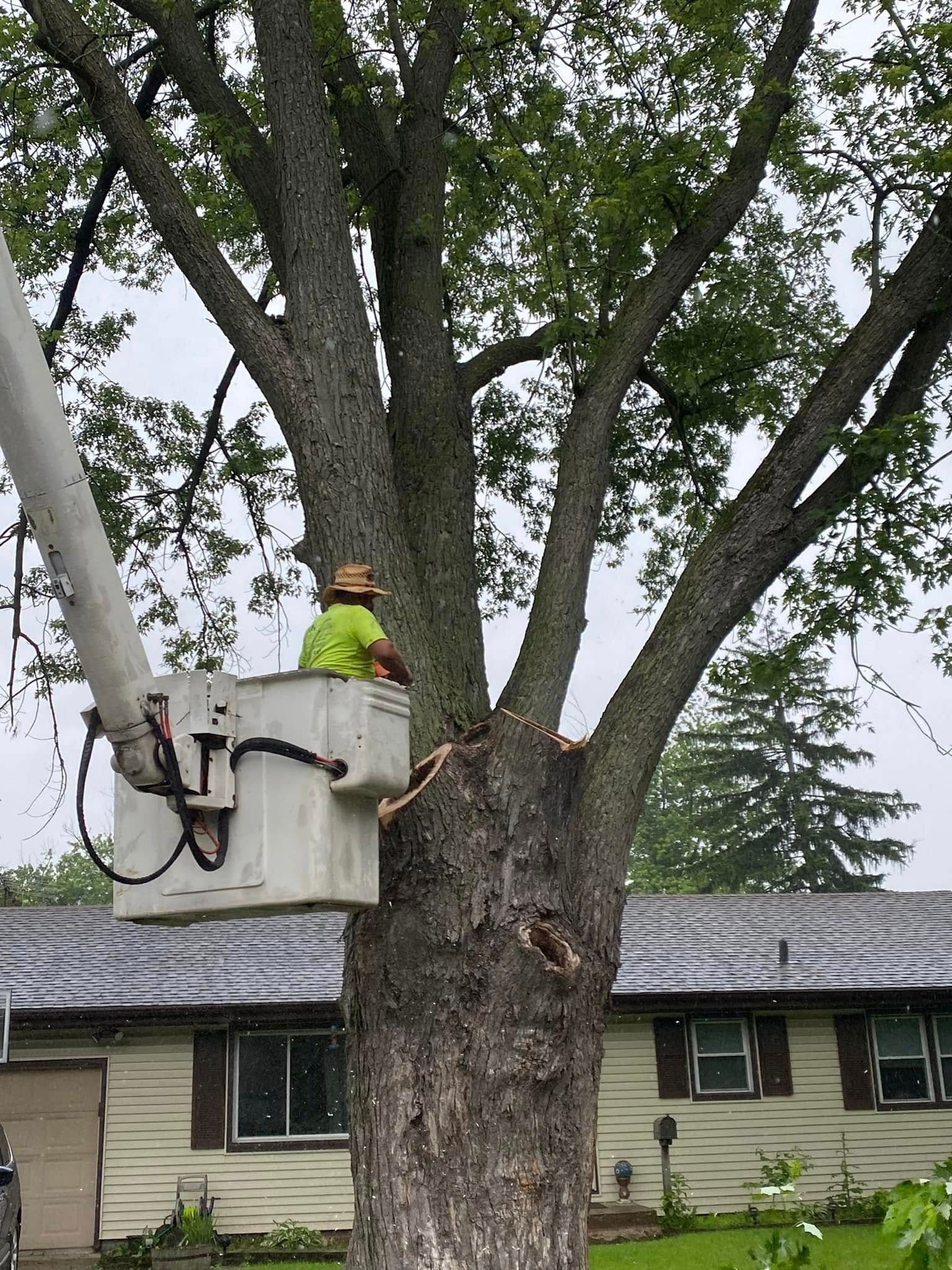 A man is sitting in a bucket on top of a tree.