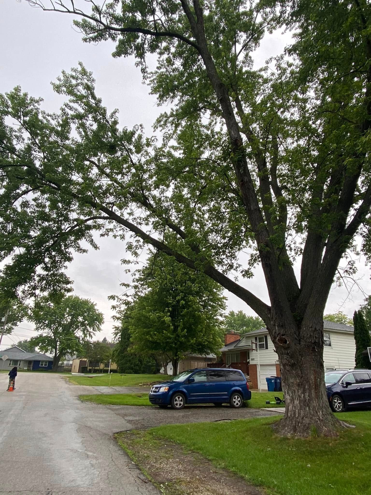 A blue SUV is parked under a tree on the side of the road.