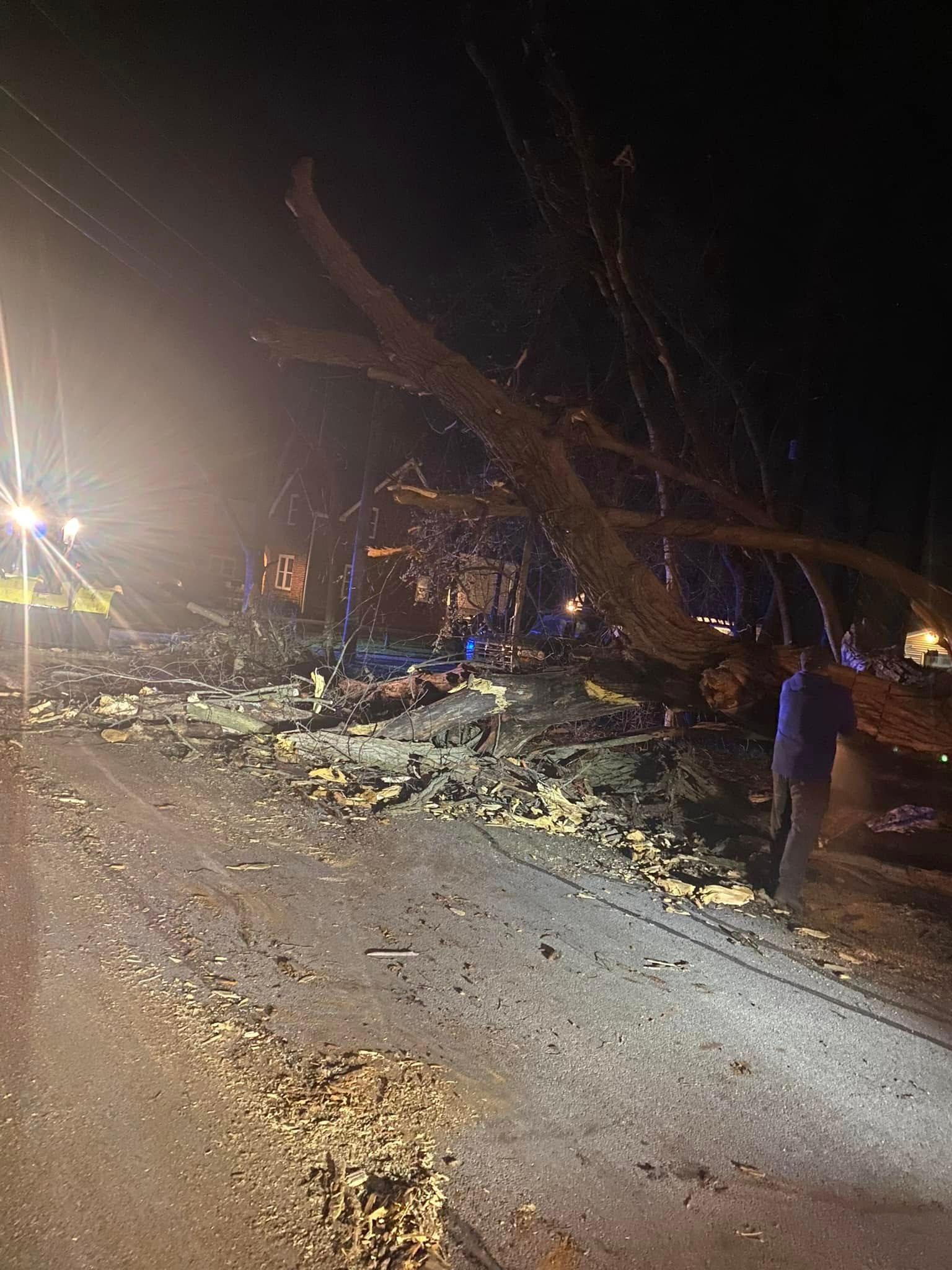 A large tree has fallen on the side of a road at night.