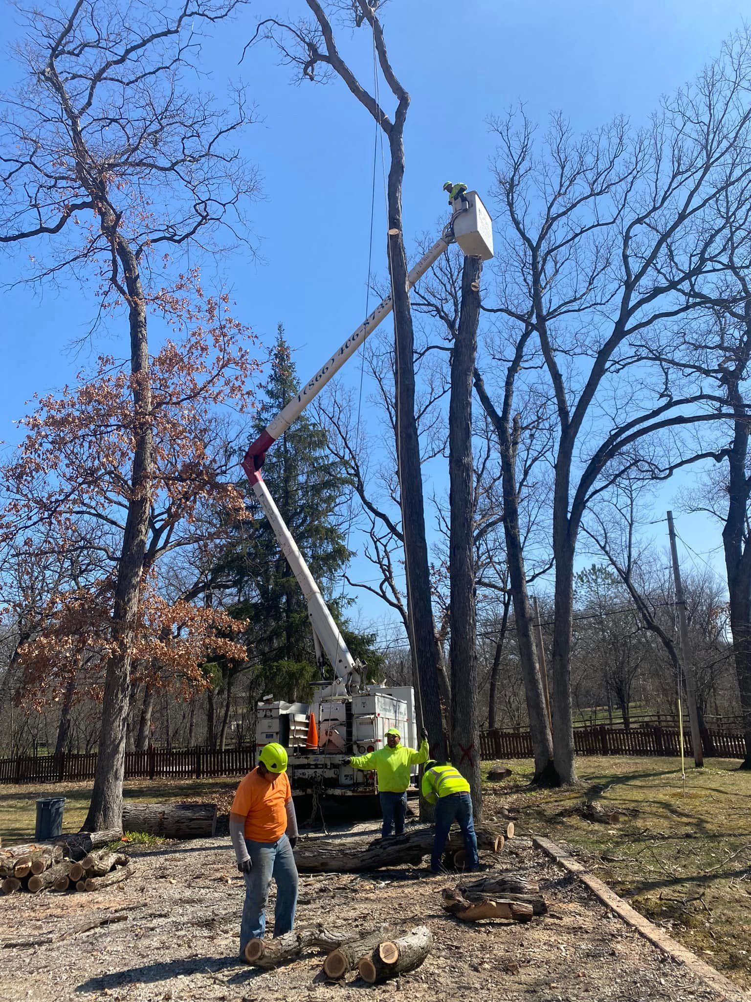 A group of men are working on a tree with a crane.