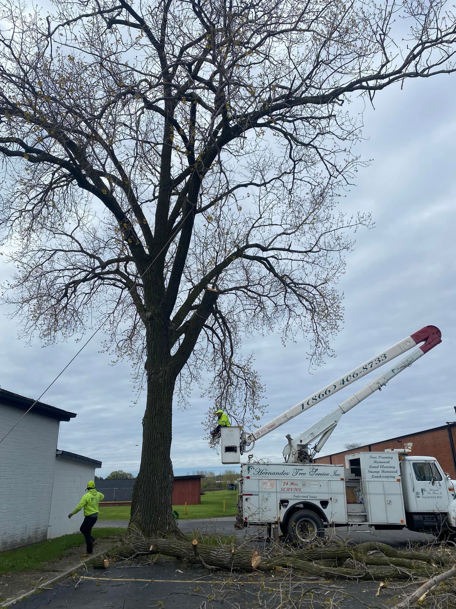 A man is cutting a tree with a bucket truck.