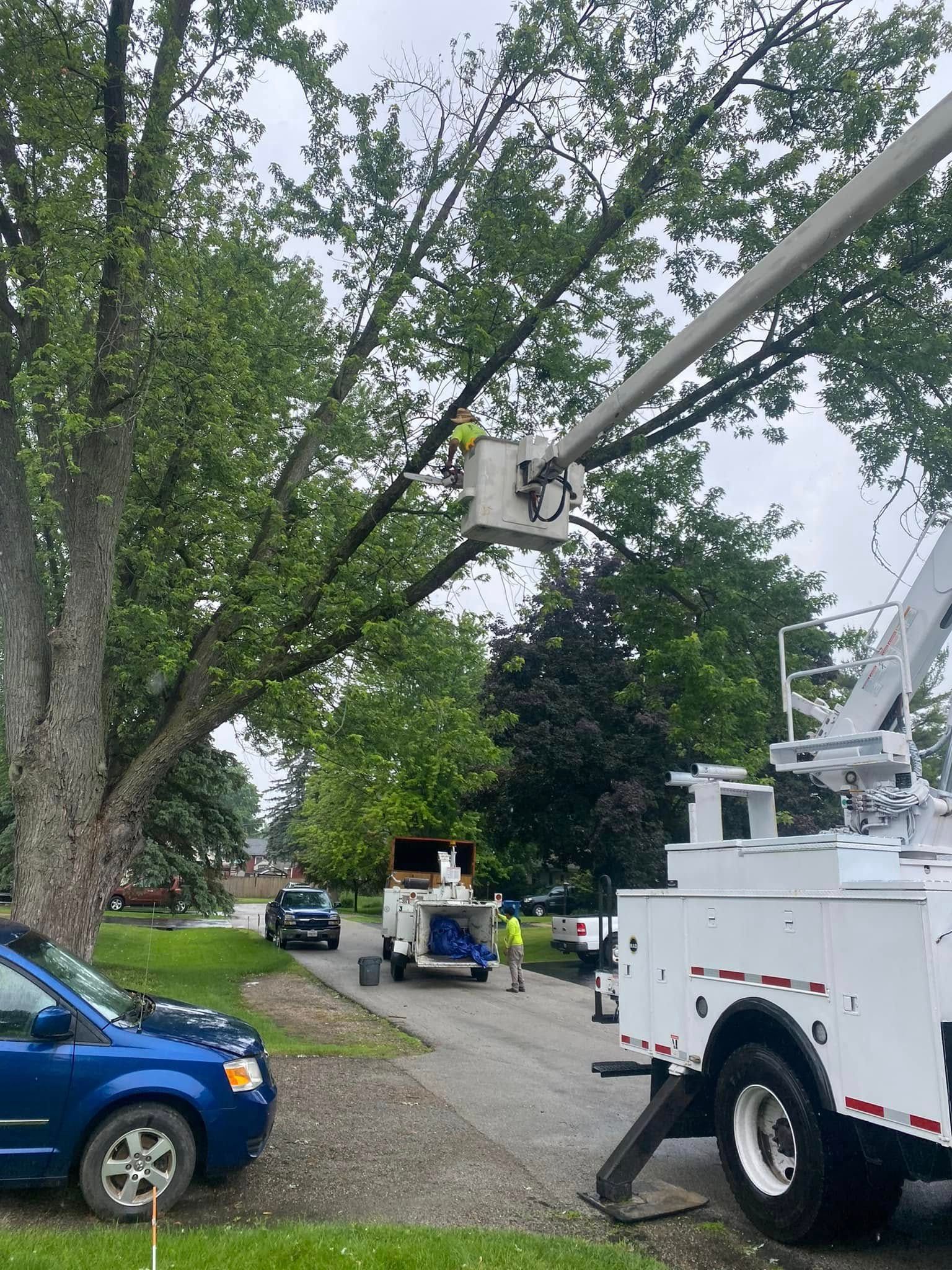 A crane is cutting a tree in a driveway next to a blue car.