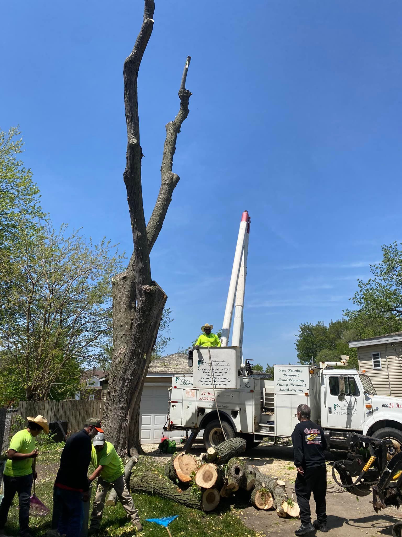 A group of people are standing around a tree being cut down.