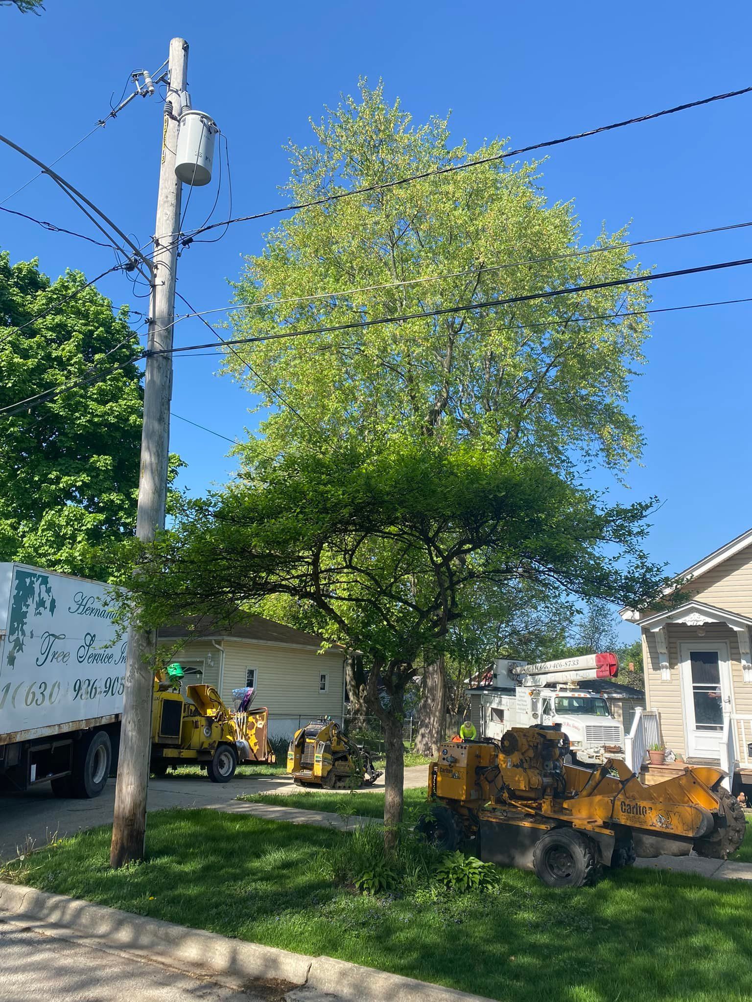 A tree is being cut down in front of a house.