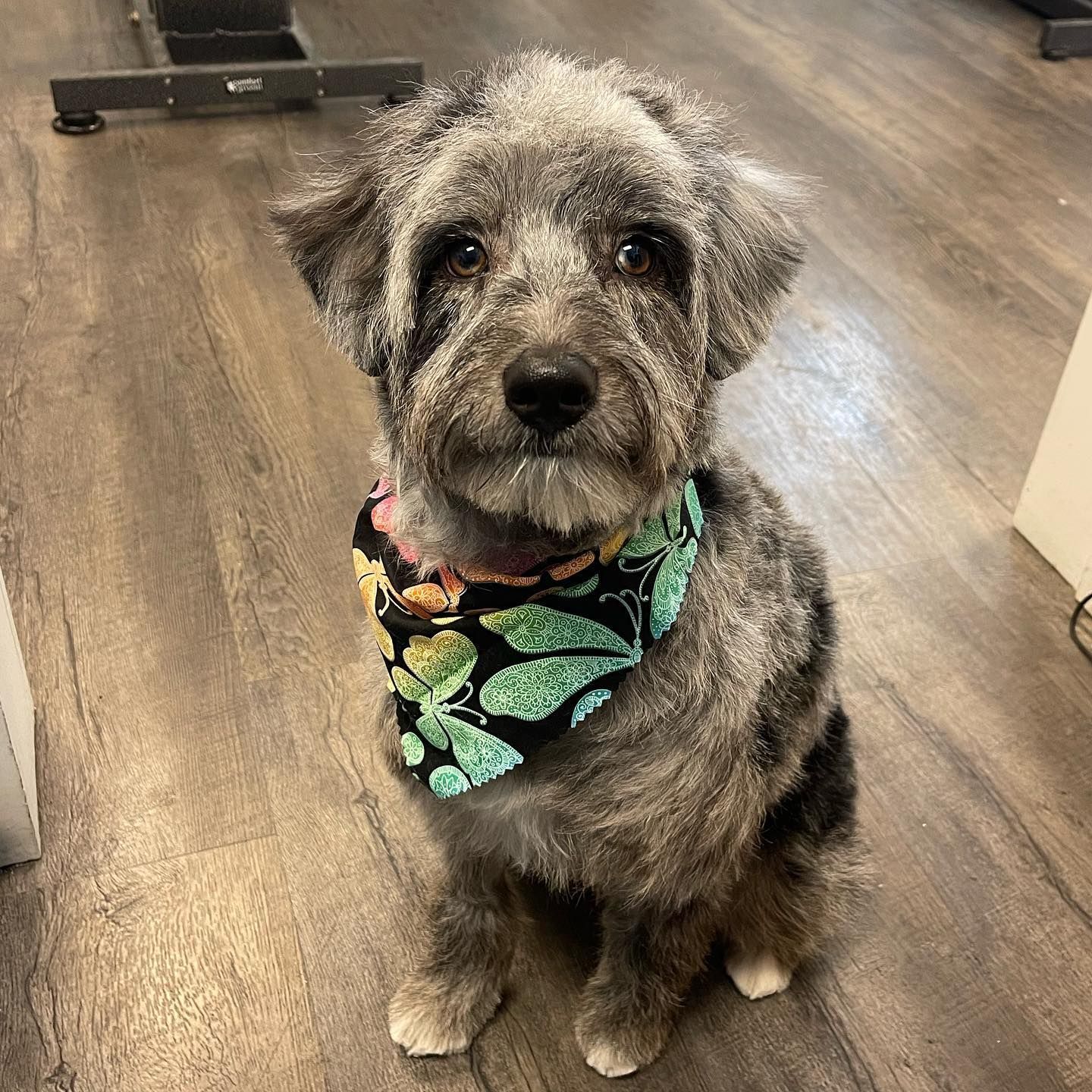 A small dog wearing a bandana is sitting on a wooden floor