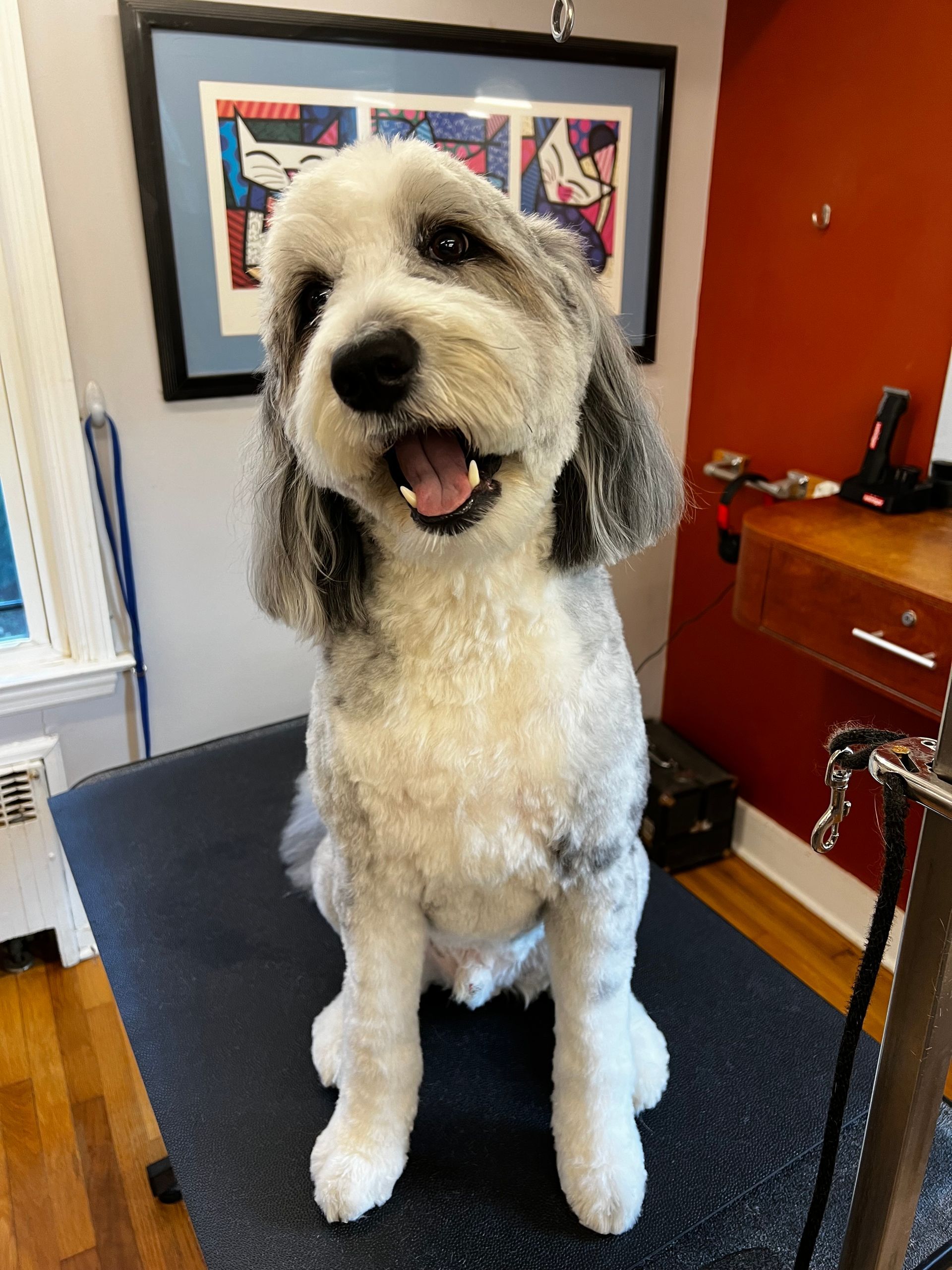 A small white dog is sitting on a table with its tongue out.