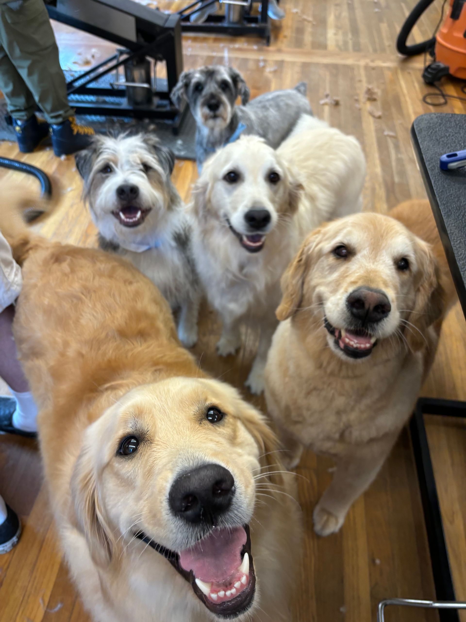 A group of dogs are sitting on a wooden floor and smiling