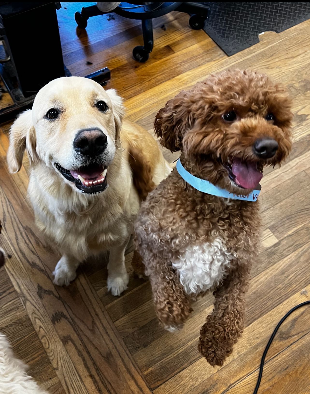 Two dogs are sitting next to each other on a wooden floor.