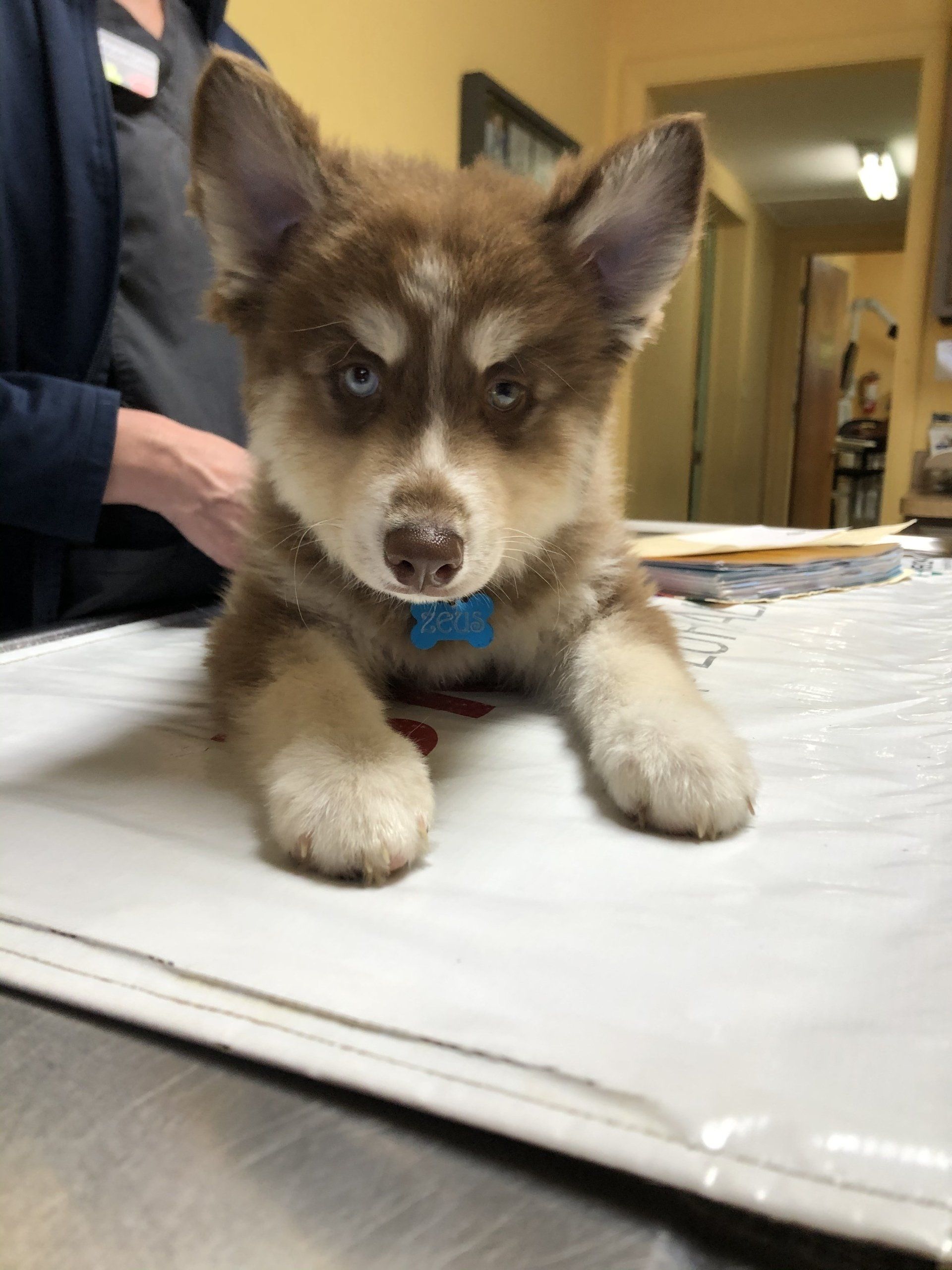 A Full Range of Veterinary Services for Dogs and Cats