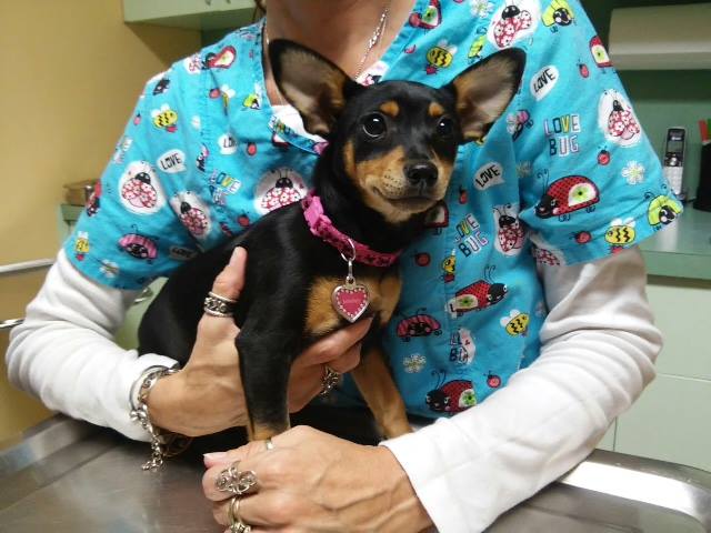 A Full Range of Veterinary Services for Dogs and Cats