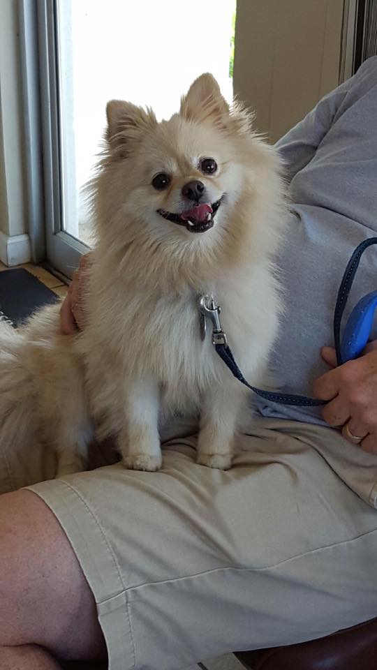 A Full Range of Veterinary Services for Dogs and Cats