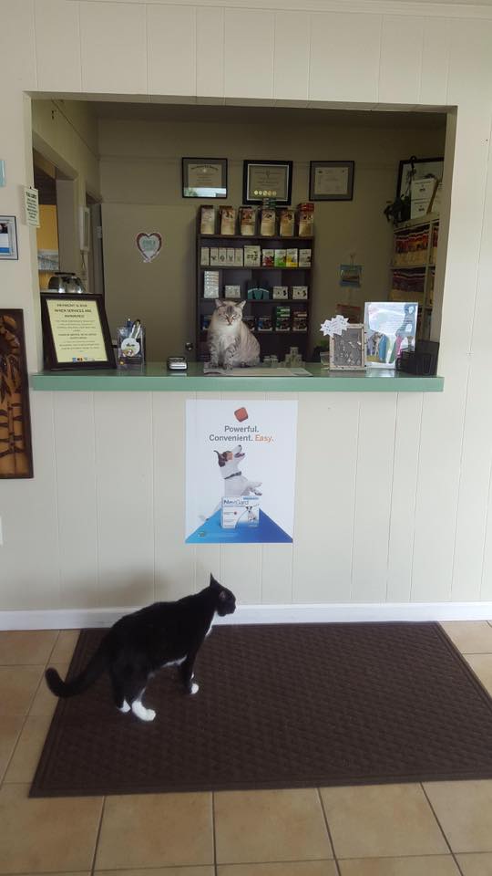 A Full Range of Veterinary Services for Dogs and Cats