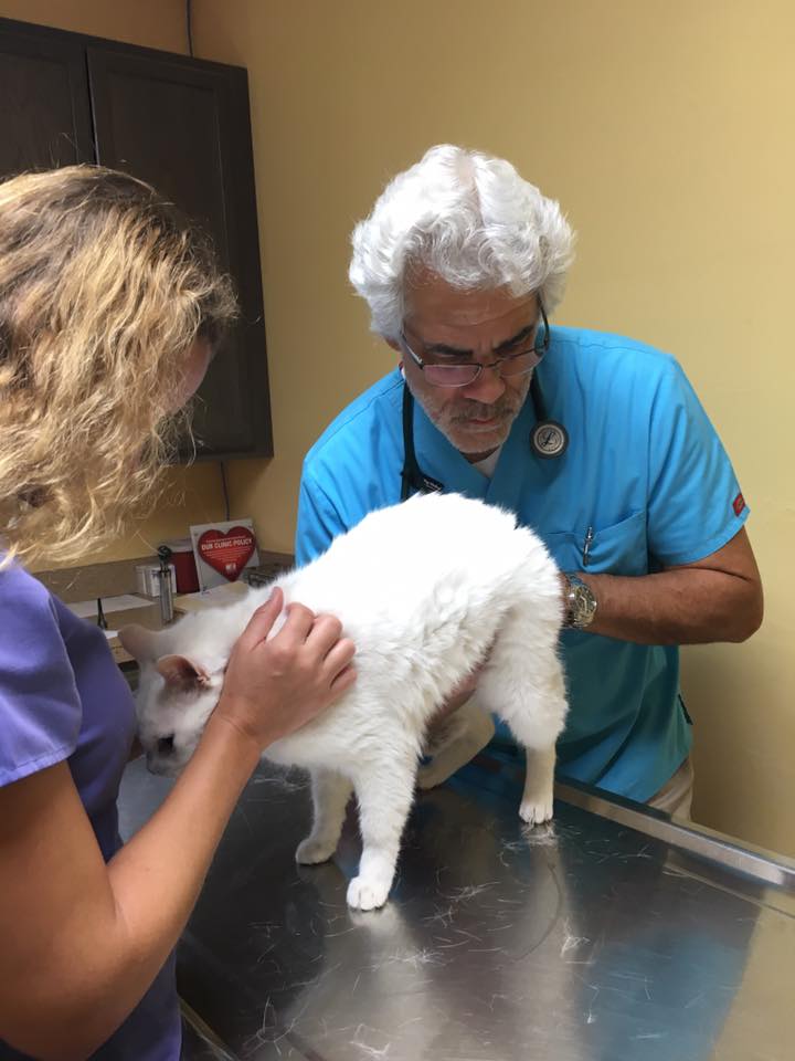 A Full Range of Veterinary Services for Dogs and Cats