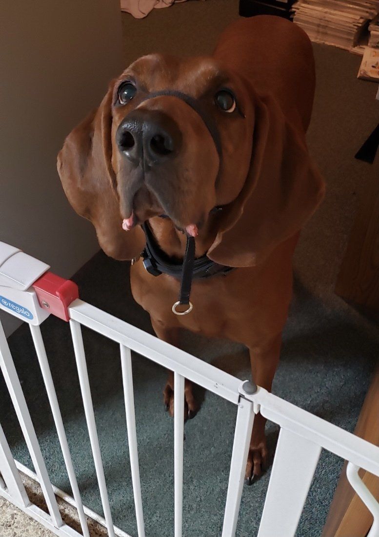 A Full Range of Veterinary Services for Dogs and Cats