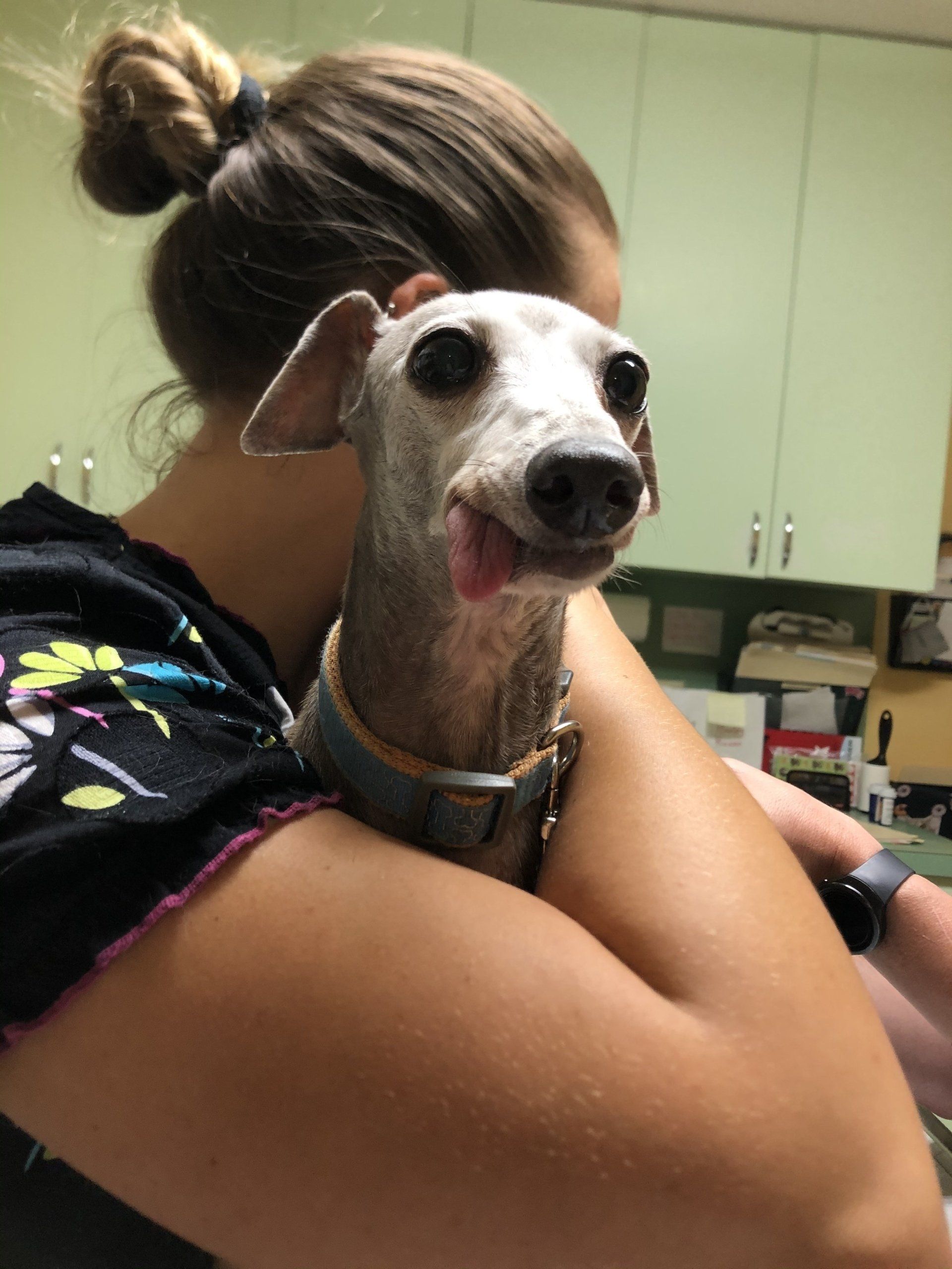 A Full Range of Veterinary Services for Dogs and Cats