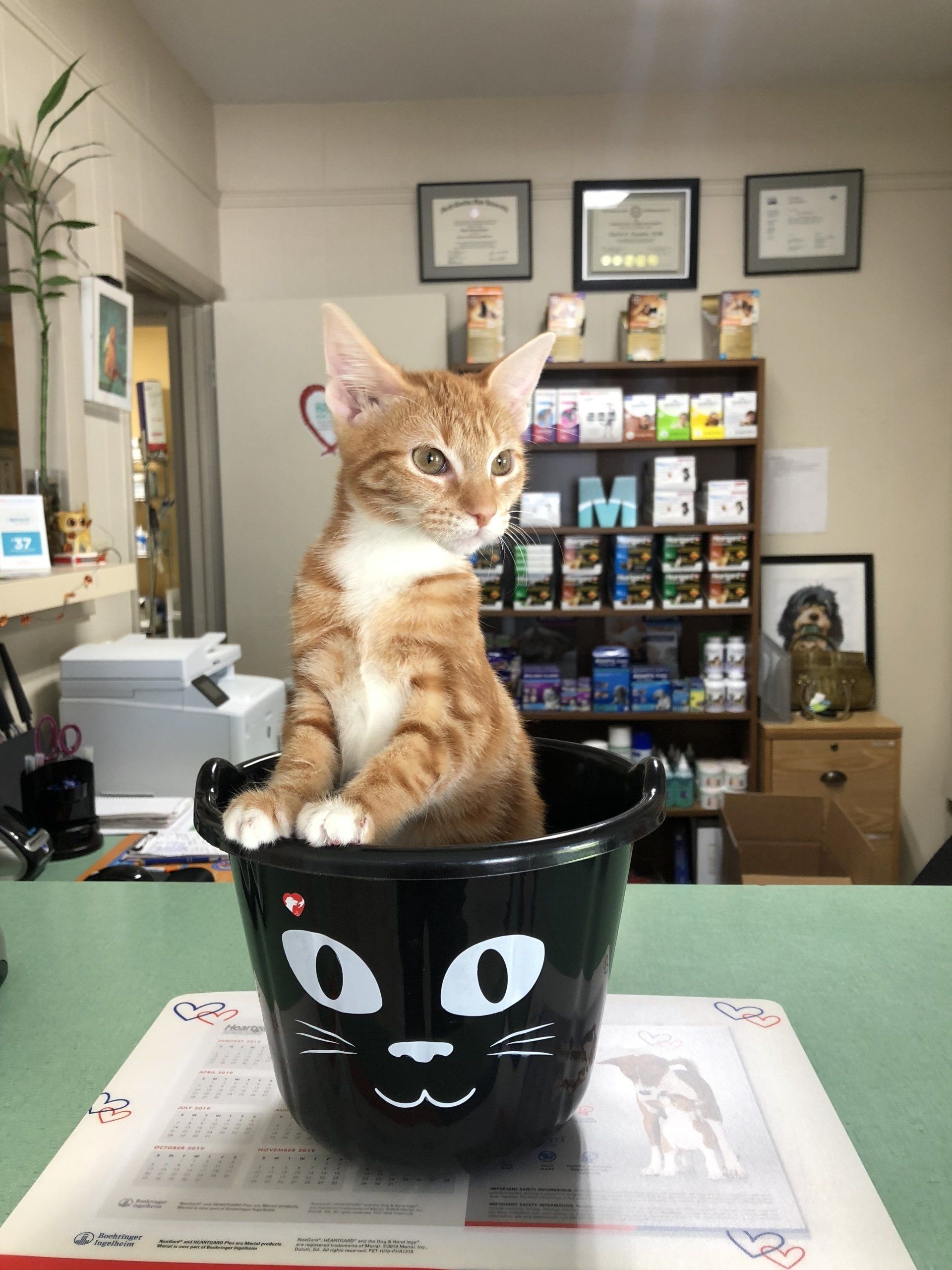 A Full Range of Veterinary Services for Dogs and Cats