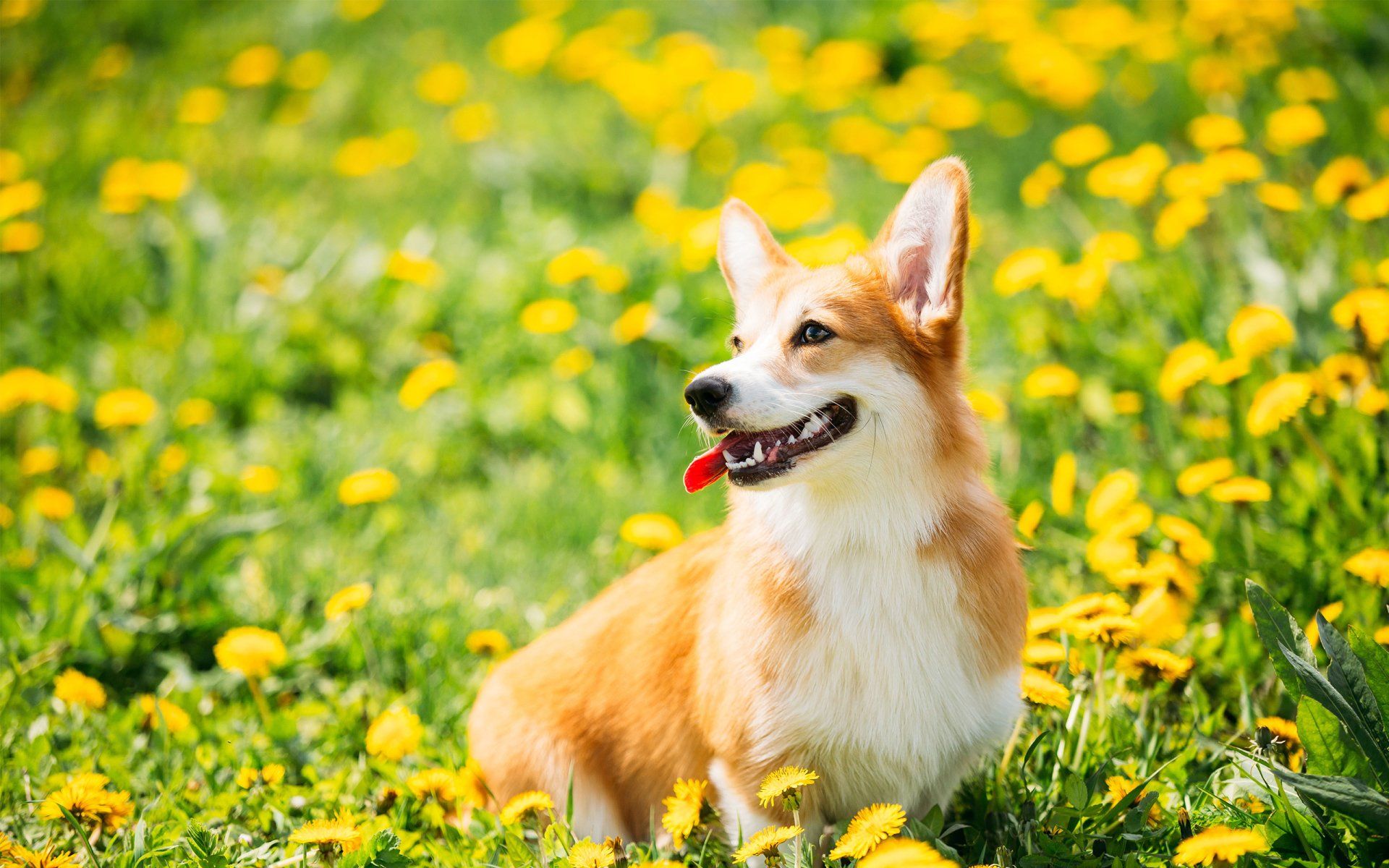 lovingrest-pet-funeral-home-pet-cremation-indianola-ia