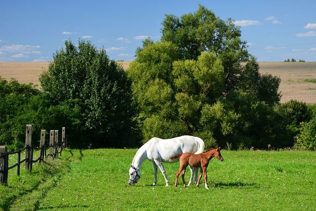 loving rest pet cemetery & crematory
