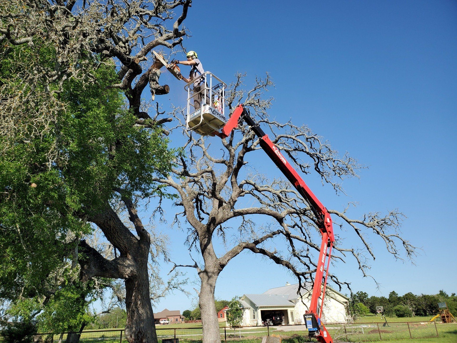 Tree Trimming TX Aabear Tree Care