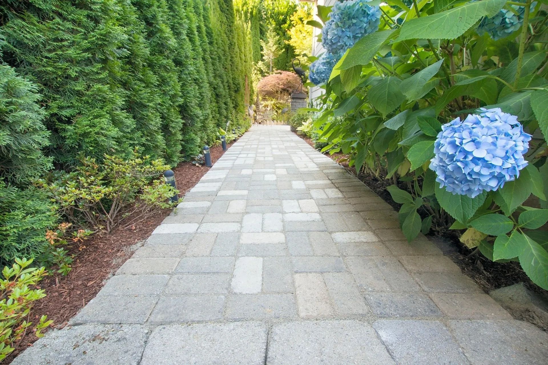 Stone garden path lined with green hedges and blue hydrangeas