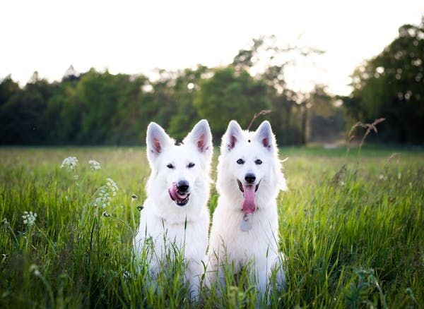 Two white Swiss Shepherd dogs sit side-by-side in a lush green grassy field, both with tongues out.