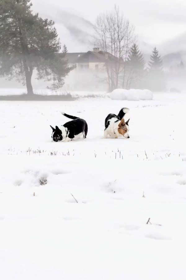 Two dogs with black, white, and brown markings sniffing and playing in a vast, snow-covered field on a foggy day.