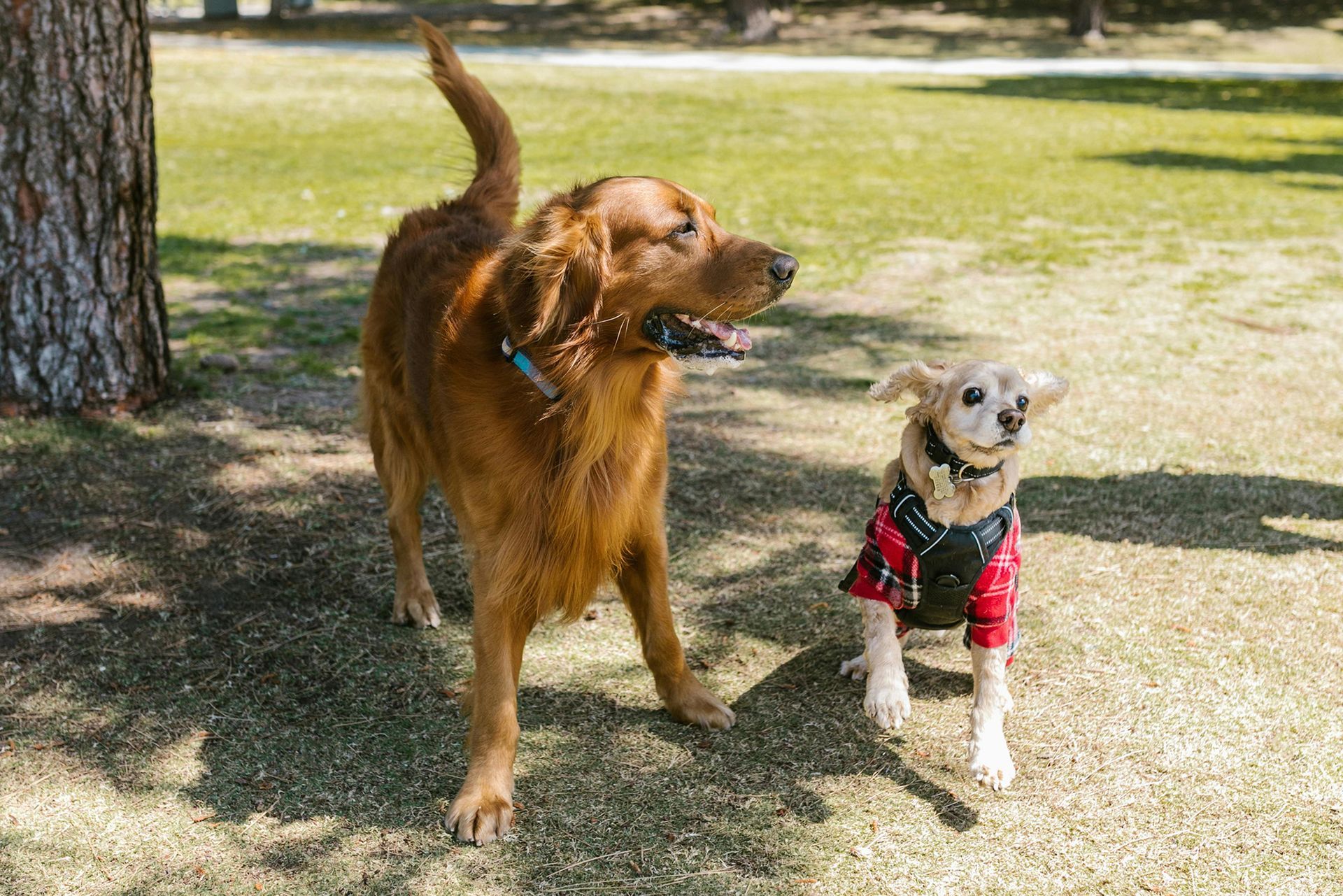 A golden retriever stands beside a small, light-colored dog wearing a red vest in a grassy park by a tree.