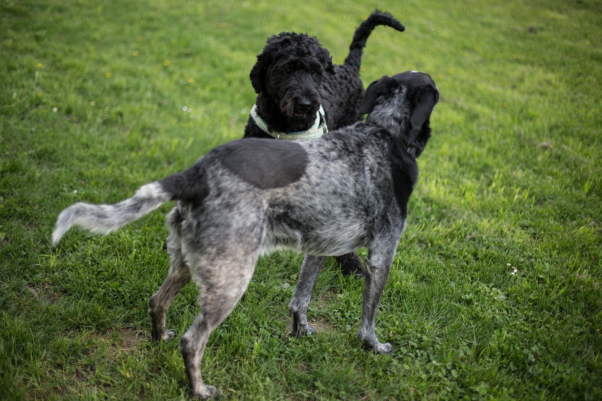 A black curly-coated dog and a gray and white speckled dog standing together on a grassy lawn.