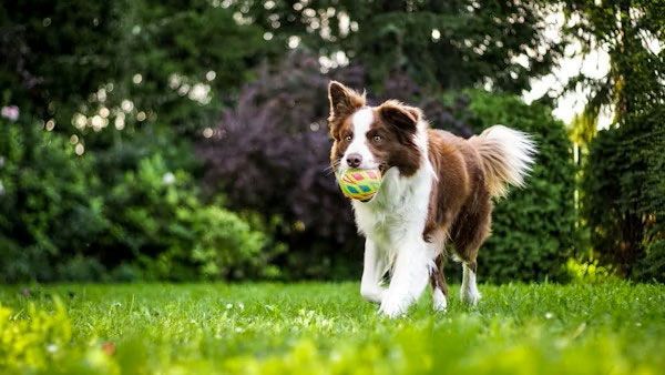 A brown and white Border Collie walking across a lush green lawn, holding a patterned ball in its mouth.