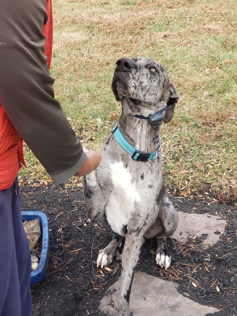 A person holds out their hand to a merle Great Dane with a blue collar, who sits and raises a paw.