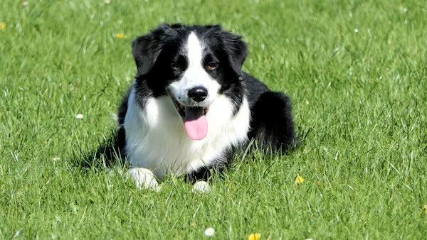 A black and white Border Collie lying on a bright green grassy field with its tongue hanging out.