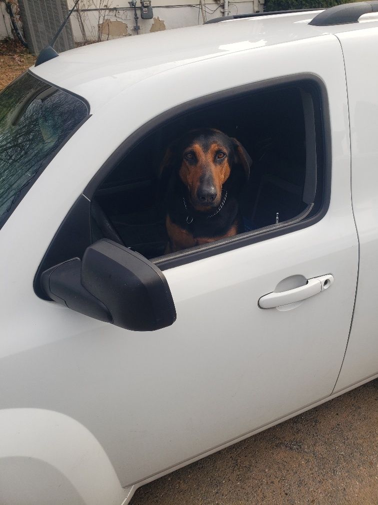 A black and tan dog sits in the open driver's side window of a white van, looking directly at the camera.